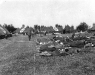 Normandy 1944 Collection 885